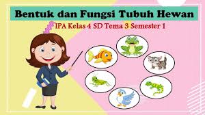 Biasanya, hewan yang menjadi sumber makanan bagi hewan lain adalah hewan pemakan tumbuhan. Bentuk Dan Fungsi Tubuh Hewan Ipa Kelas 4 Sd Tema 3 Semester 1 Youtube