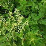 Image result for Hoslundia