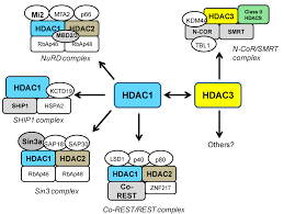 Pharmaceuticals Free Full Text Involvement Of Hdac1 And Hdac3 In The Pathology Of Polyglutamine Disorders Therapeutic Implications For Selective Hdac1 Hdac3 Inhibitors Html
