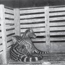 Civet (countable and uncountable, plural civets). Pdf Captive Breeding Of The Small Indian Civet Viverricula Indica E Geoffroy Saint Hilaire 1803