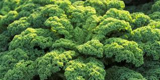 Image result for kadeřávek