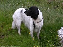 Image result for Velký münsterlandský ohař