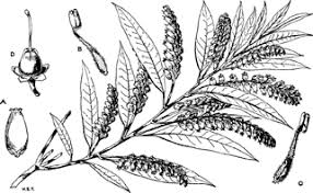 Image result for Agarista salicifolia