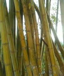 Walaupun keseruan foto itu nampak biasa, namun gambar tersebut dapat mengubah mood kamu, dari yang mulanya murung dapat berubah ceria setelah melihatnya. Lalaki Fighter Lalakifighter Profile Pinterest