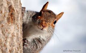 Discover and share squirrel up movie quotes. Squirrel Appreciation Day 5 Ways To Go Nuts The National Wildlife Federation Blog The National Wildlife Federation Blog