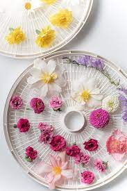 They start out very small, but there may be more than 100 eggs in each of these cones. How To Dry Flowers We Tested 5 Different Methods To Find The Best