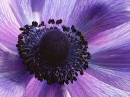 Close Up Of A Purple Anemone Flower Anemone Coronari Photographic Print Darlyne A Murawski Allposters Com Flower Close Up Anemone Flower Flowers