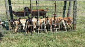 Diseases Symptoms And Possible Actions L And S Goat Ranch
