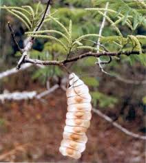 Image result for Entada abyssinica