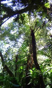 Image result for Cyathea manniana