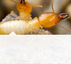 Takamasa anai (穴井 隆将, born 1984), japanese judoka. Diamond Pest Control Pest Control Johor Bahru Termites Problem Jb Pencegah Anai Anai Xterm Termite Baiting Systems Jb Muar Batu Pahat Kluang Segamat Melaka Klang Valley