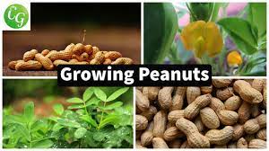 How to plant to grow peanuts, you will actually need to start with fresh, raw, uncooked peanuts still in their shells. How To Grow Peanuts In Your Home Garden Youtube