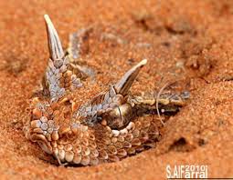 Arabian Horned Viper Cute Snake Reptiles And Amphibians Beautiful Snakes