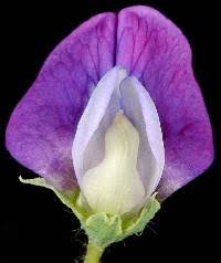 Image result for Lathyrus hirsutus