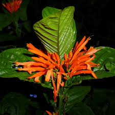 Image result for Justicia odora