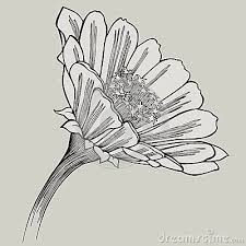 Zinnia Flower Hand Drawing Vector Illustration Flower Drawing Zinnia Flowers Drawings