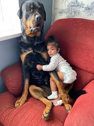 Instagram Video Of Rottweiler And Baby Girl Cuddling Goes Viral Swindon Advertiser