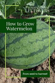 Use These Tips On How To Grow Watermelon In Your Garden This Summer Gardening Tips For Growing W How To Grow Watermelon Watermelon Plant Vegetable Garden Tips