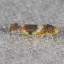 Image result for Cyphia lasiandra