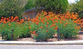 Red Bird Of Paradise Bush Desert Landscaping Desert Plants Bushes And Shrubs