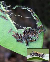 Check spelling or type a new query. Milkweed Tussock Moth Caterpillars Feeding Naturally Curious With Mary Holland