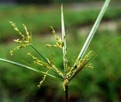 Image result for Cyperus nuerensis