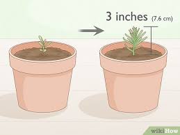Then take one branch of the lavender, pinching it with your fingers, move down the stem, and let the seed fall on top of the soil. 3 Ways To Grow Lavender From Seed Wikihow