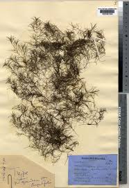 Image result for Najas graminea