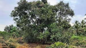 Image result for Crudia