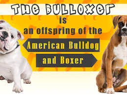 The bulloxer dogs are a cross between the bulldog and the boxer. Personality Traits Of The Boxer Bulldog Mix Breed You Didn T Know Dogappy