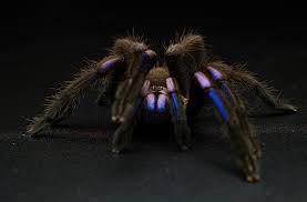 Image result for Blue Lightning 2005 Spider