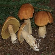 Image result for Boletus projectelloides