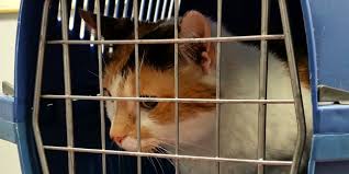 Les symptômes sont donnés par la localisation, le type morphologique et l'évolution des tumeurs. Le Lymphome Felin Cancer Frequent Du Chat Causes Symptomes Traitement