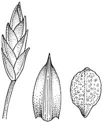 Image result for Abildgaardia ovata