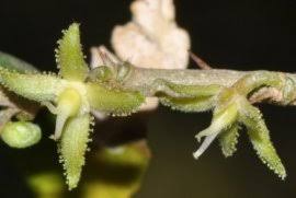 Image result for Dovyalis lucida