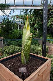 Pin On Titan Arum Spike