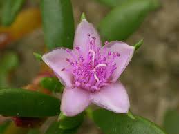 Image result for Sesuvium