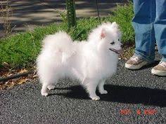 144 best american eskimo dogs images american eskimo dog