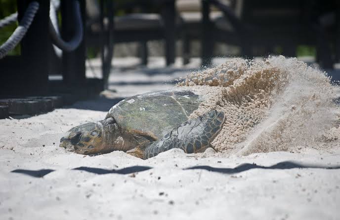 Hawksbill nesting season at Grand Barbe, Silhouette