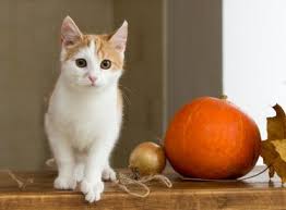 Kedi Kac Yil Yasar