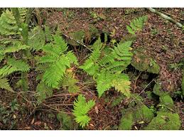 Image result for Ctenitis