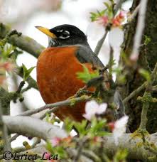 Bird Photography American Robin Photo Spring By Naturevisionstoo 20 00 Backyard Birds Robin Bird Bird Photography