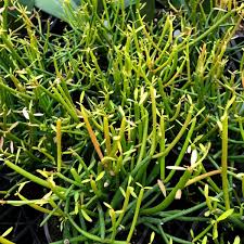 Image result for Euphorbia tirucalli