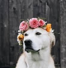 Pumpkinqueen, sarahplove and 2 others like this. I Has A Hotdog Flowers Funny Dog Pictures Dog Memes Puppy Pictures Pictures Of Dogs Dog Pictures Funny Pictures Of Dogs Dog Memes Puppy Pictures Doge Cheezburger