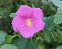 Image result for Acacia lasiopetala