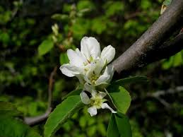 Image result for Amelanchier alnifolia