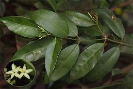 Image result for Hunteria zeylanica