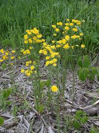 Image result for Crepis newii