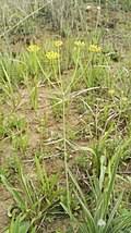 Image result for Tricliceras longepedunculatum