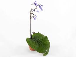 Image result for Streptocarpus leptopus
